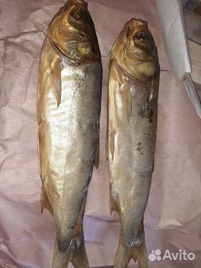 Рыба балык с Астрахани от производителя