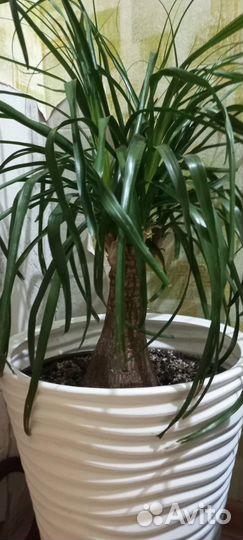 Бокарнея нолина и Замиокулькас