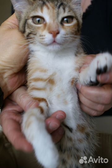 Котёнок уникального окраса