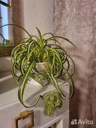 Хлорофитум