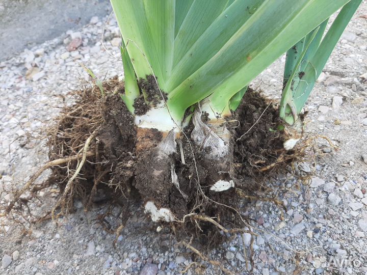 Растения для сада. Распродаю излишки