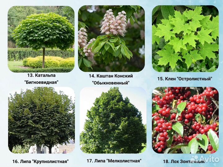 Парковые деревья. Cажeнцы берeзы, клeна, липы