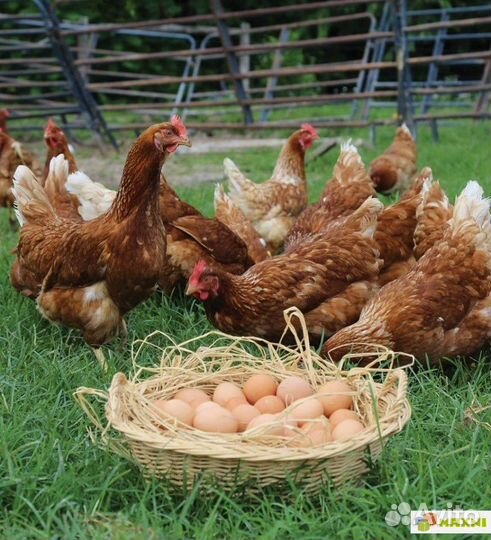 Несушка Хайсекс Браун цыплята