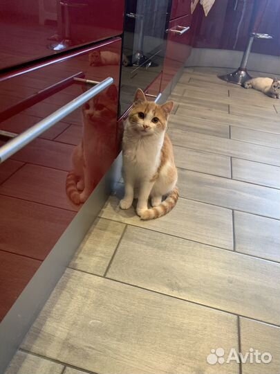 Котята в дар