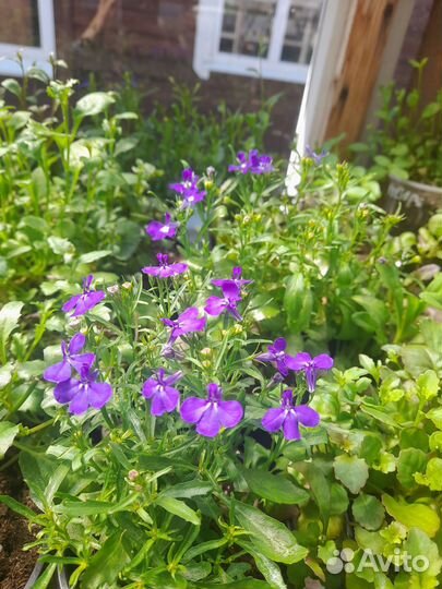 Рассада однолетних цветов и многолетних