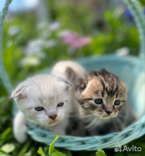 Вислоухие котята в добрые руки
