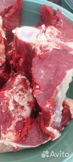 Продам мясо говядина