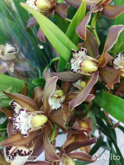 Цимбидиум ароматные 14 горшок