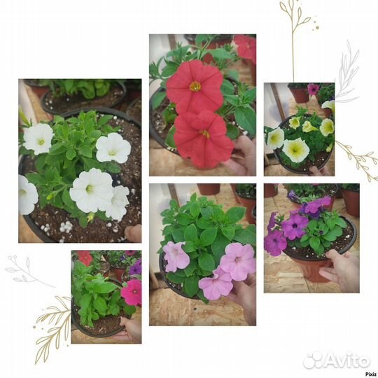 Петуния в горшочках