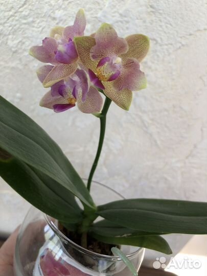 Орхидея фаленопсис
