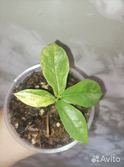 Замиокулькас вариегатный