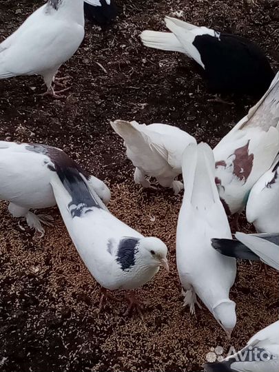 Бакинские голуби