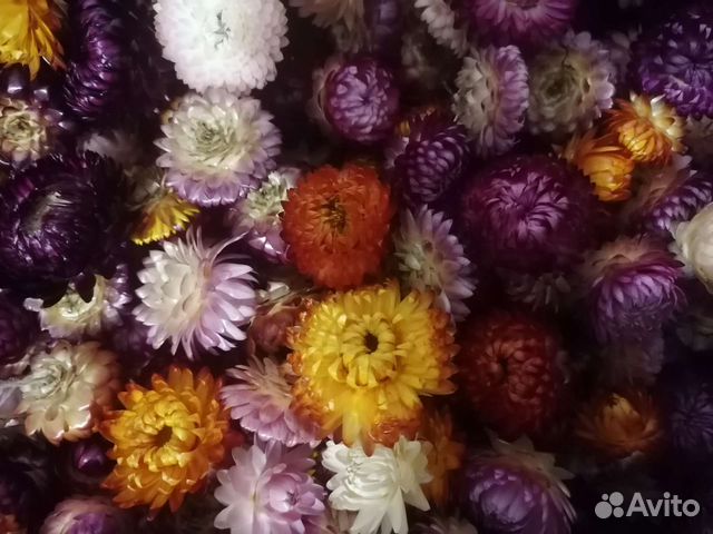 Гелихризум сухоцвет