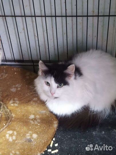 Много красивых котят на выбор