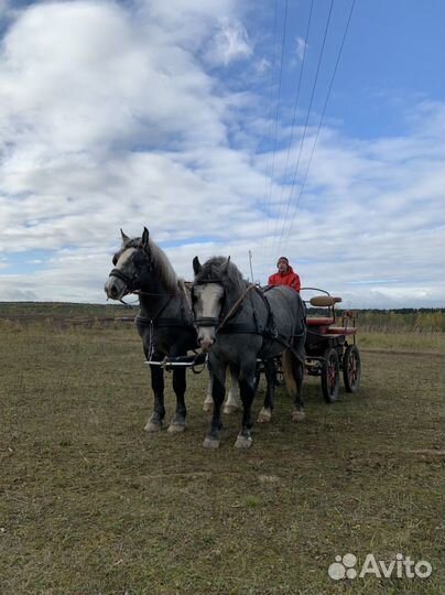 Продается пара першеронов