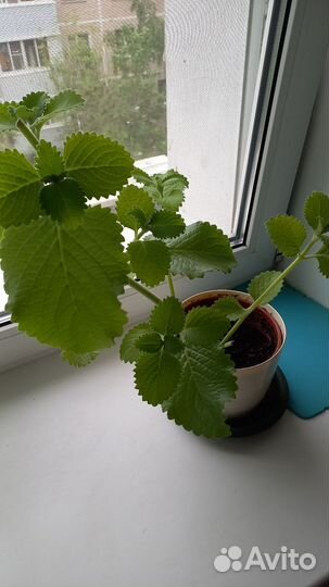 Домашняя мята (плектрантус)