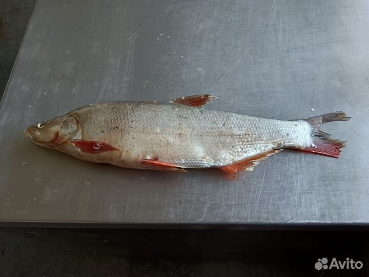 Краснопёрка рыба свежемороженая