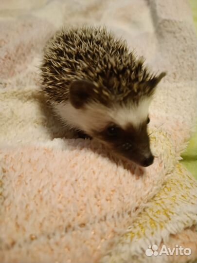 Карликовый африканский ежик