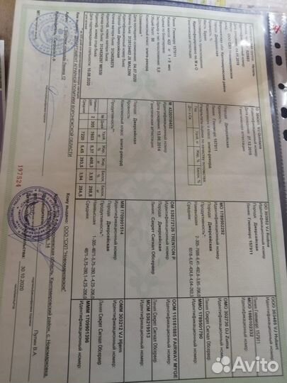 Джерсийскую нетель