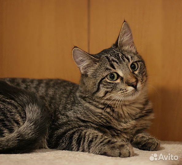 Котенок Яша, в добрые руки, кастрирован