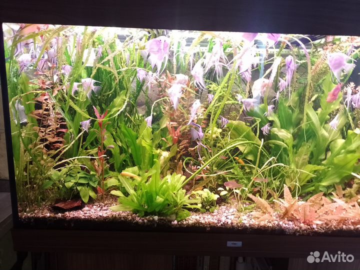 Аквариумные растения