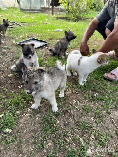 Щенки западно сибирской лайки