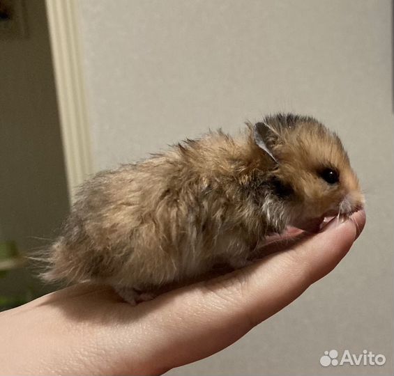 Сирийский хомяк