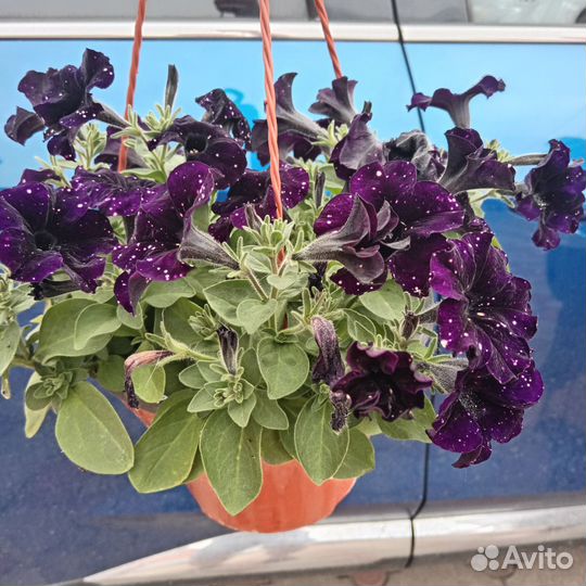 Кашпо с петунией