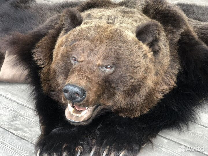 Шкура/чучело