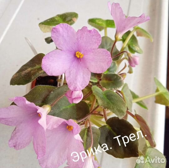 Фиалки детки и черенки