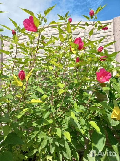 Гибискус травянистый