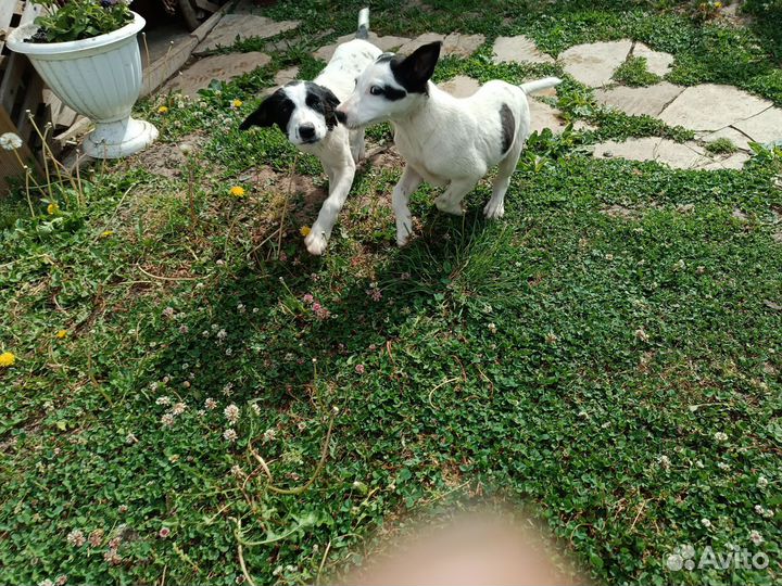 Отдам в добрые руки