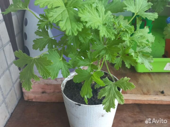 Пеларгония герань душистая