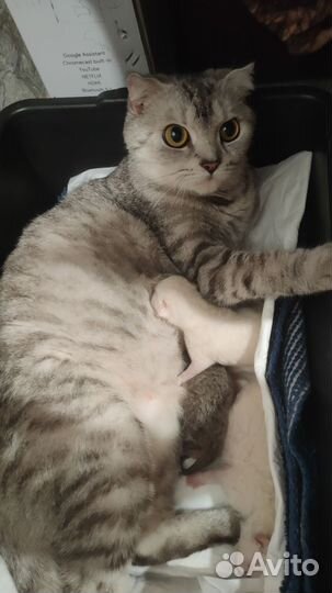 Шотландские вислоухие котята