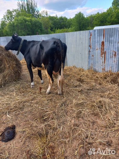 Корова дойная