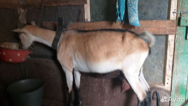 Коза дойная молочная