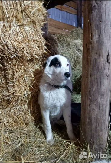 Ищу хозяев молодому кобельку