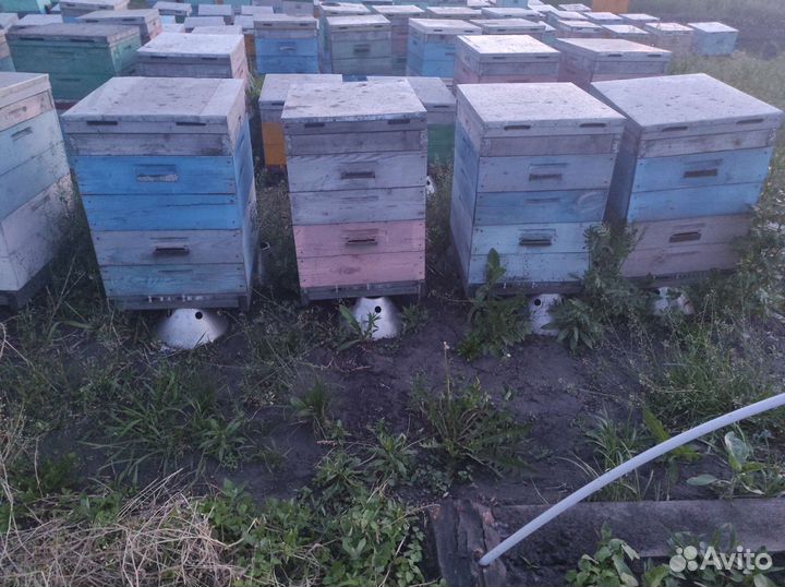 Продам пчёл