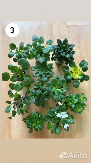 Сортовые фиалки