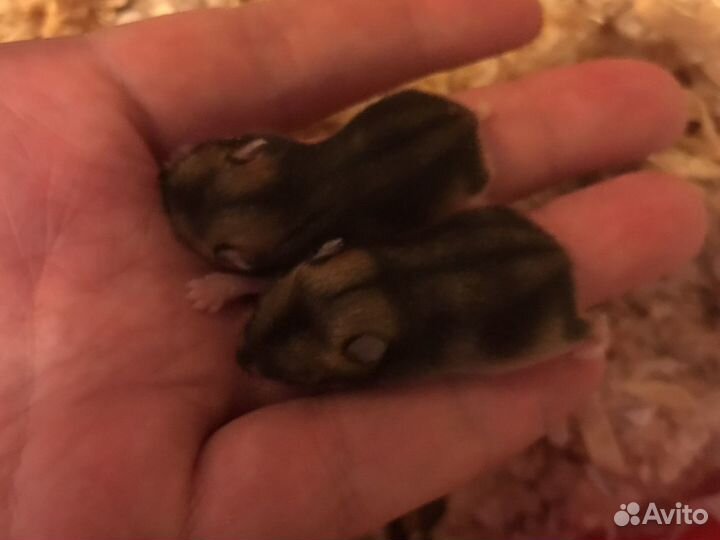 Джунгарские хомячки