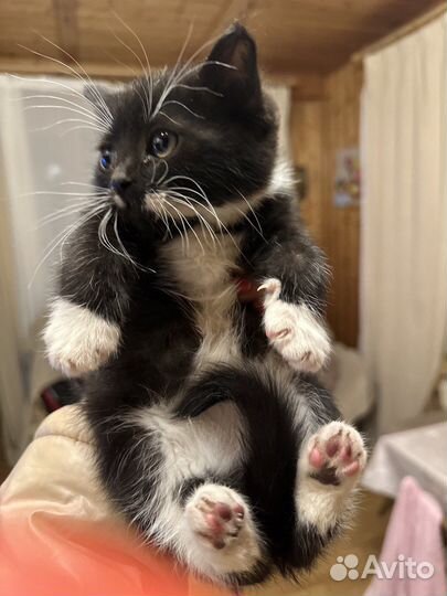 Котенок девочка