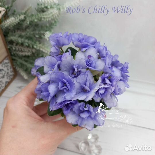 Мини Фиалки детки