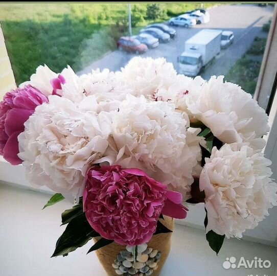 Пионы букет, на срез