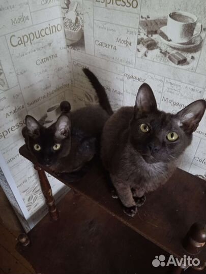 Котята сфинкс Браш