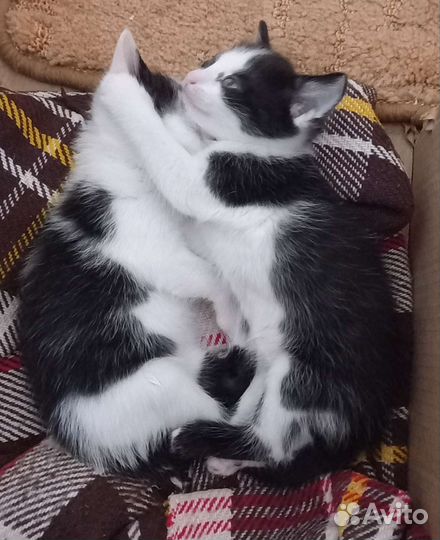 Кошка в дар бесплатно