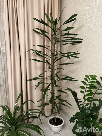 Комнатные цветы