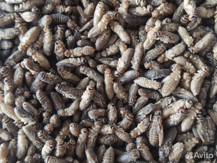 Корм для стрижа. Корм для стрижей. Корм для птиц