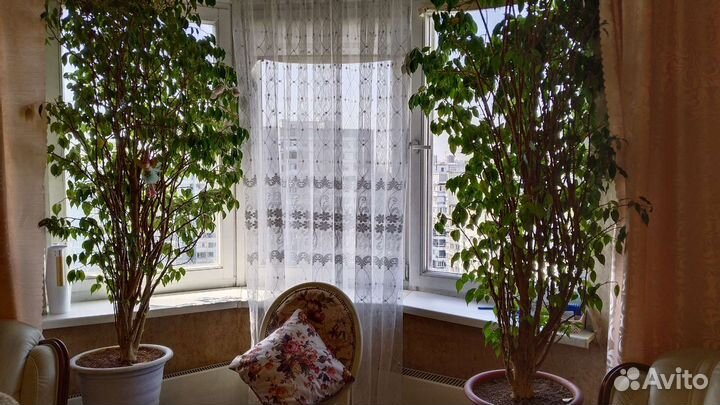 Огромные Фикусы Бенджамин