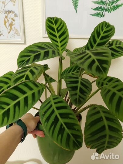 Калатея зебрина