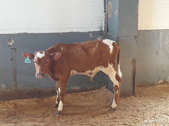 Бычки мясного направления